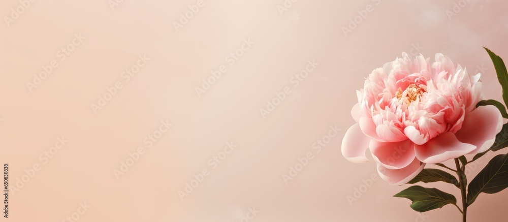 Elegant floral arrangement with peach peony on soft neutral backdrop