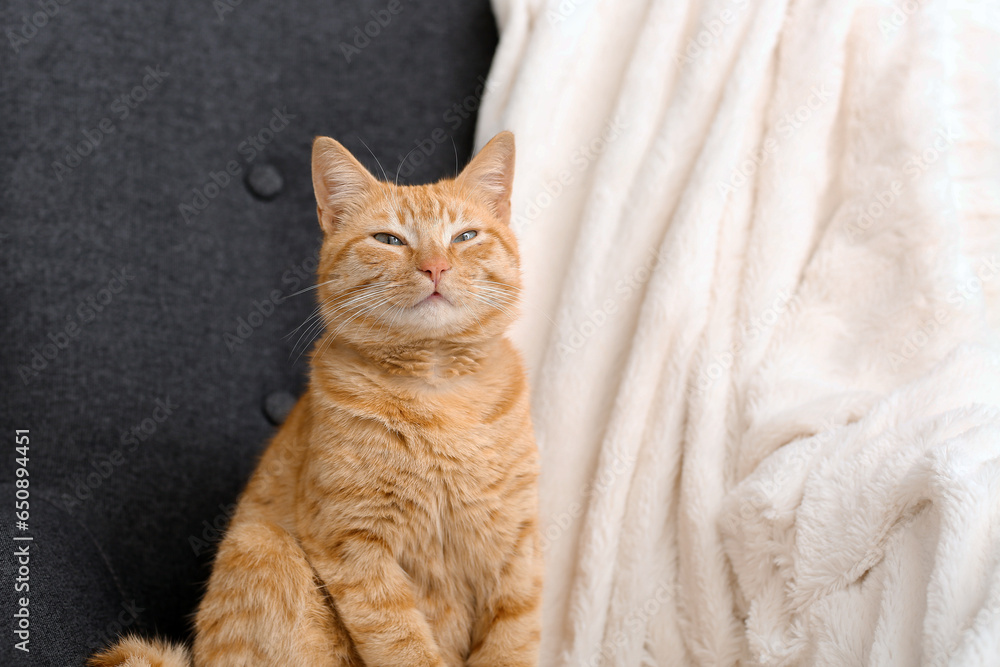 Cute ginger cat on armchair at home, closeup