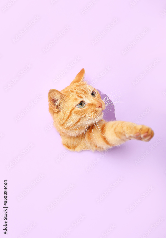 Woman feeding cute ginger cat visible through hole in lilac paper