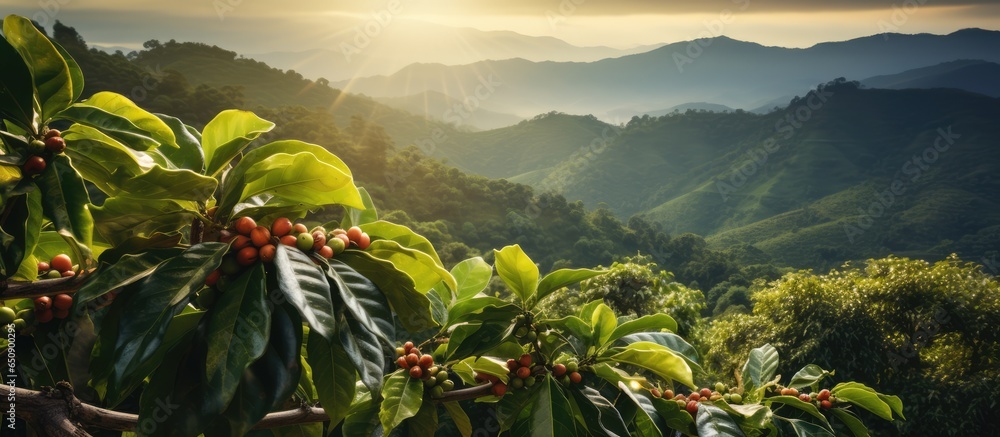 Fresh arabica coffee bean on coffee tree in mountainous coffee plantation in Ban Pang Khon Chiang Rai Thailand