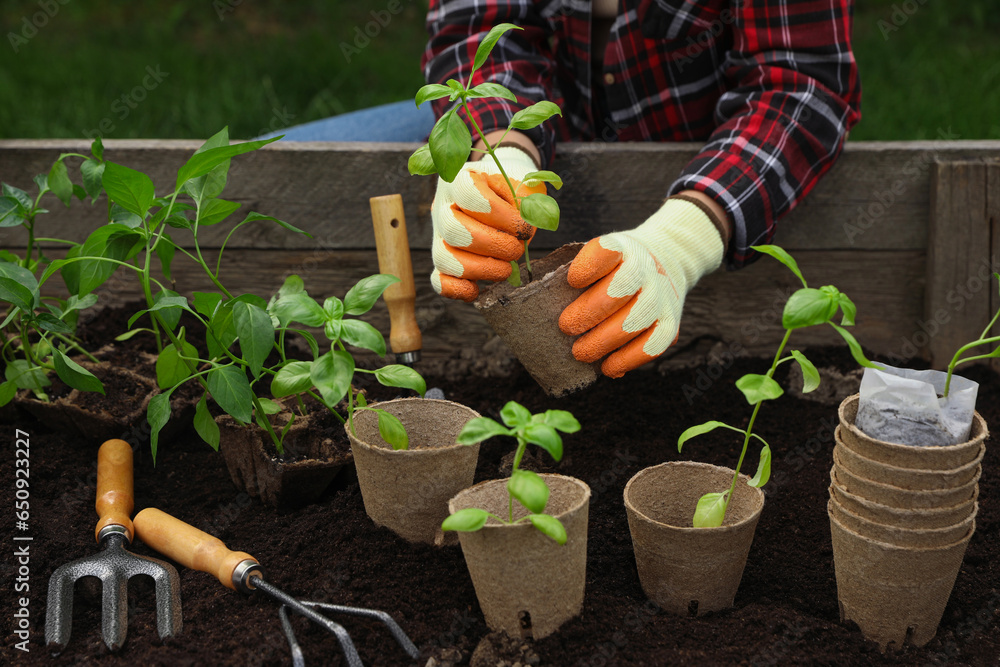 Woman transplanting seedling from container in soil outdoors, closeup