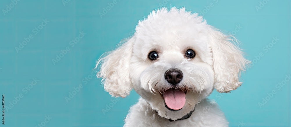 White small poodle dog on mint background Gorgeous pet portrait