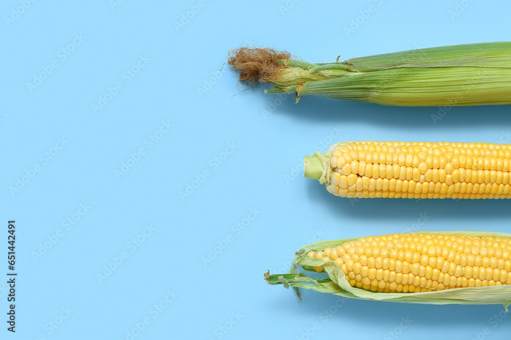 Fresh corn cobs with husk on blue background