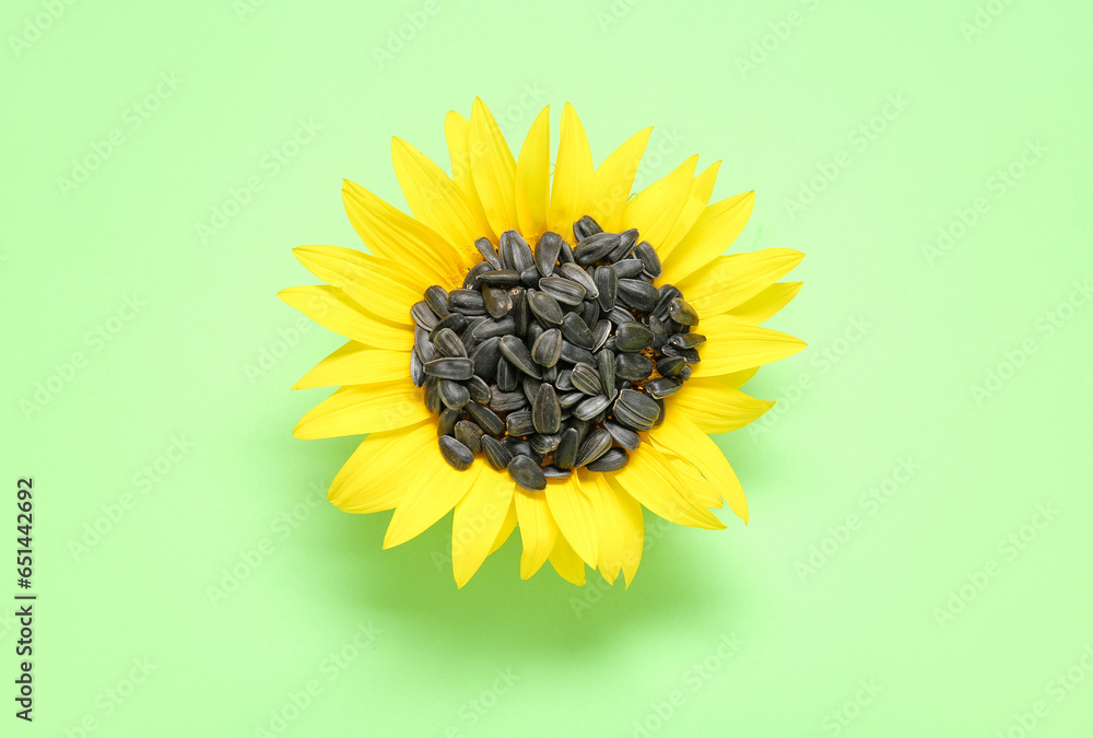 Beautiful sunflower with seeds on green background