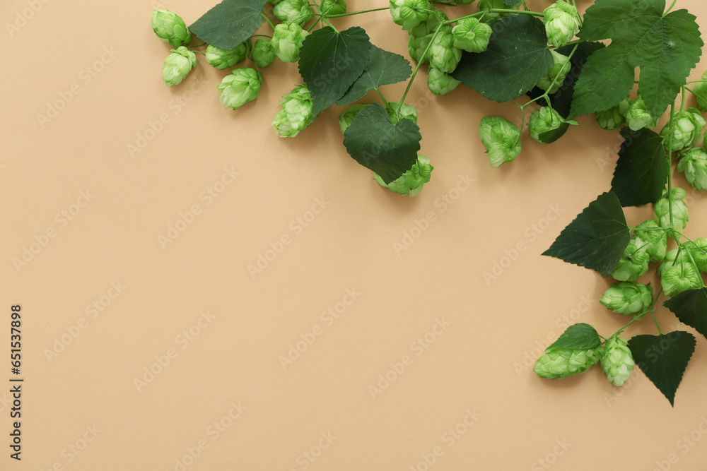 Fresh green hops with leaves on beige background