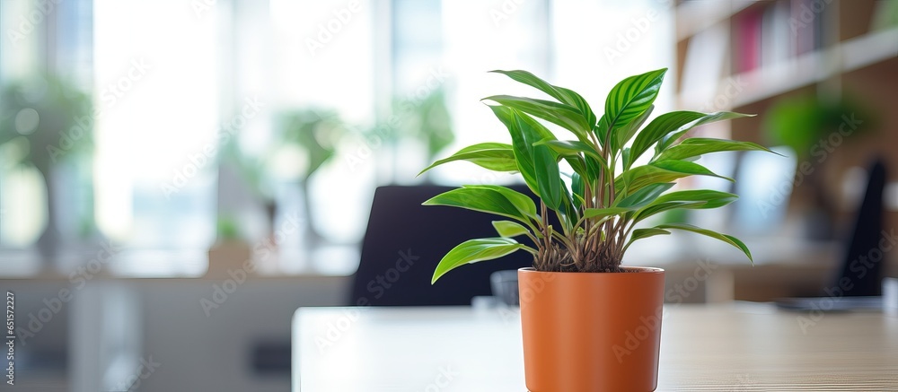 Office potted plant with natural feel blurry background