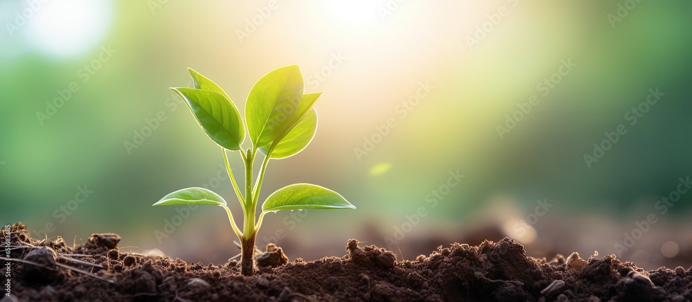 Morning light illuminates a young plant against a green bokeh background symbolizing new life and Earth Day