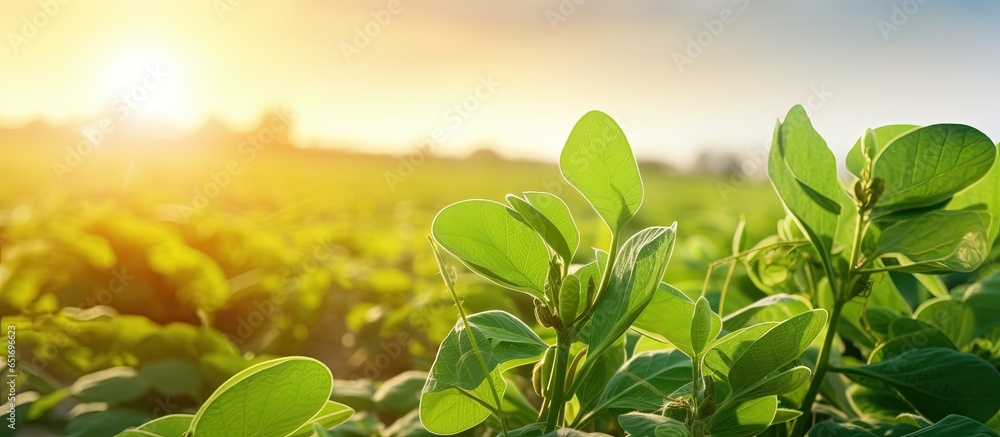 Soybean plant in agricultural field farming and protecting crops