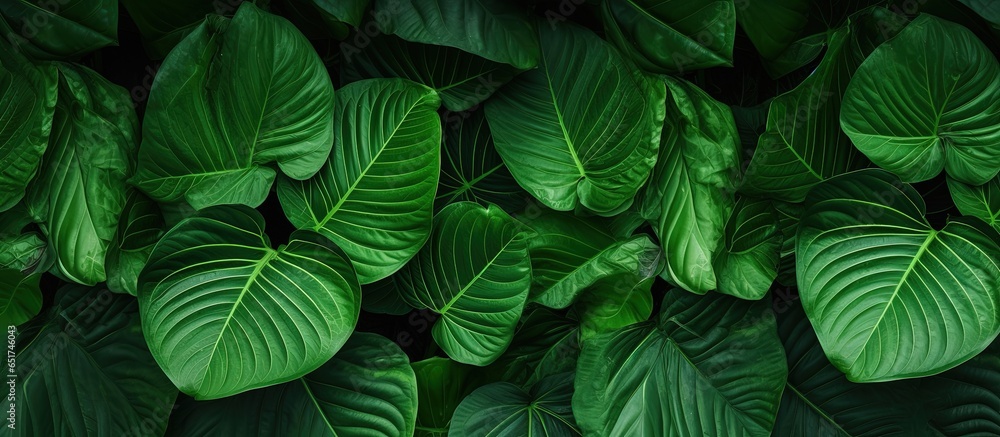 Elephant ear leaves in the jungle Minimal pattern green leaf texture Tropical forest vegetation Greenery in a botanical garden Spa or mental health therapy wallpaper