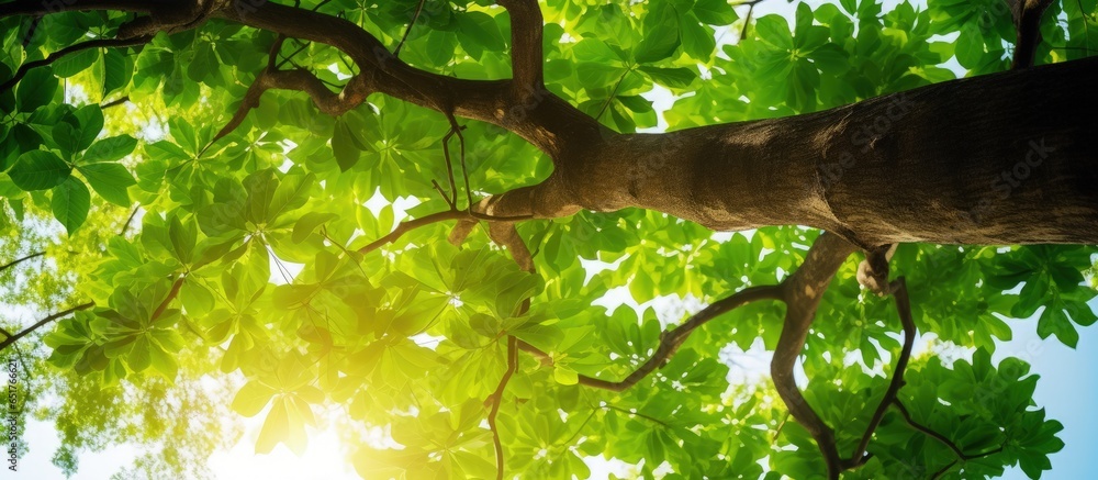 Forest tree with small leaves providing fresh oxygen in a sunny park environment