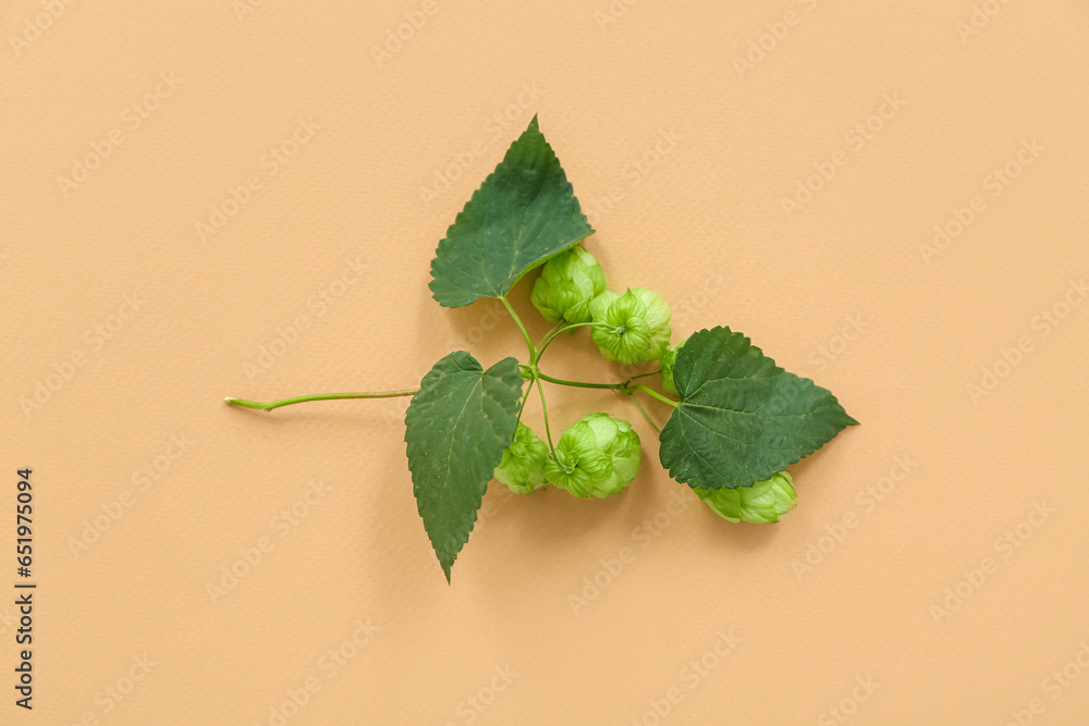 Fresh green hops with leaves on beige background