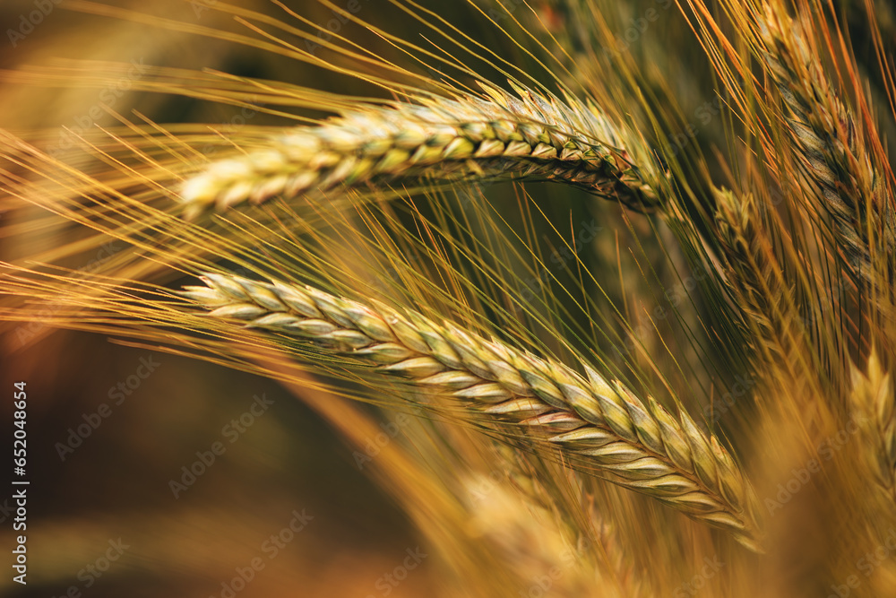 Ripening ear of common wheat in field