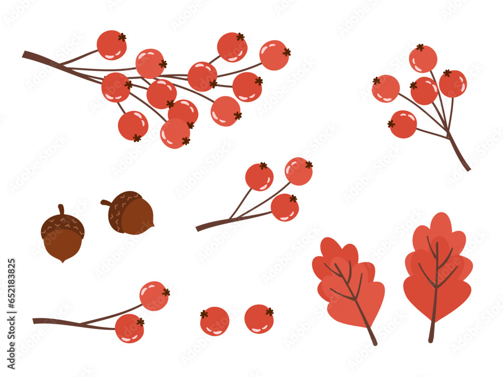 Set of autumn berries and leaf on white background vector.