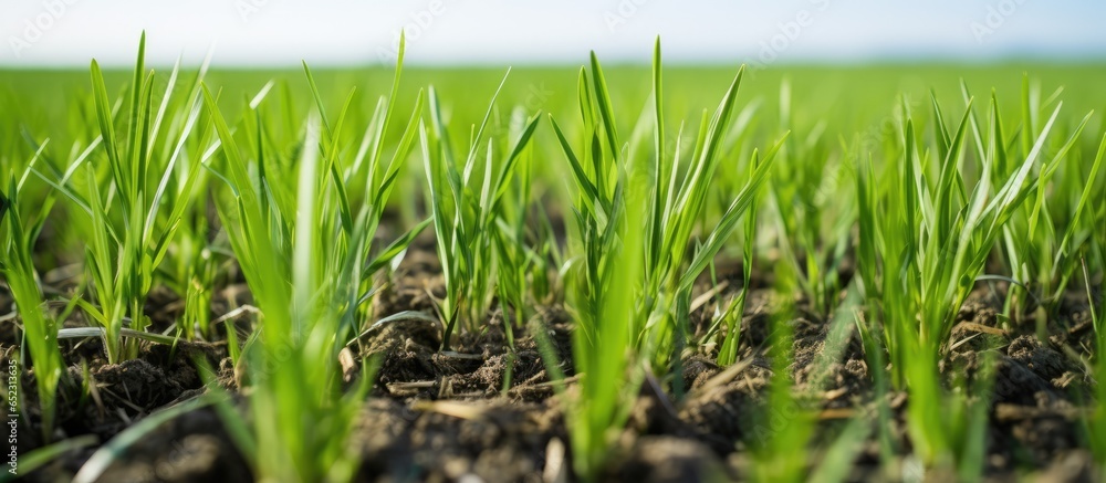 Wheat crops thrive on Hungarian farms