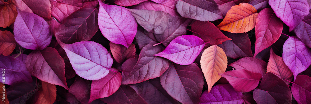 Autumn leaves in purple and magenta colors on the forest floor