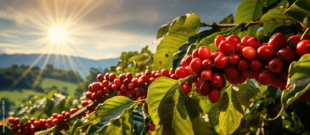 Coffee cherries growing on a tree in northern Thailand s agricultural industry