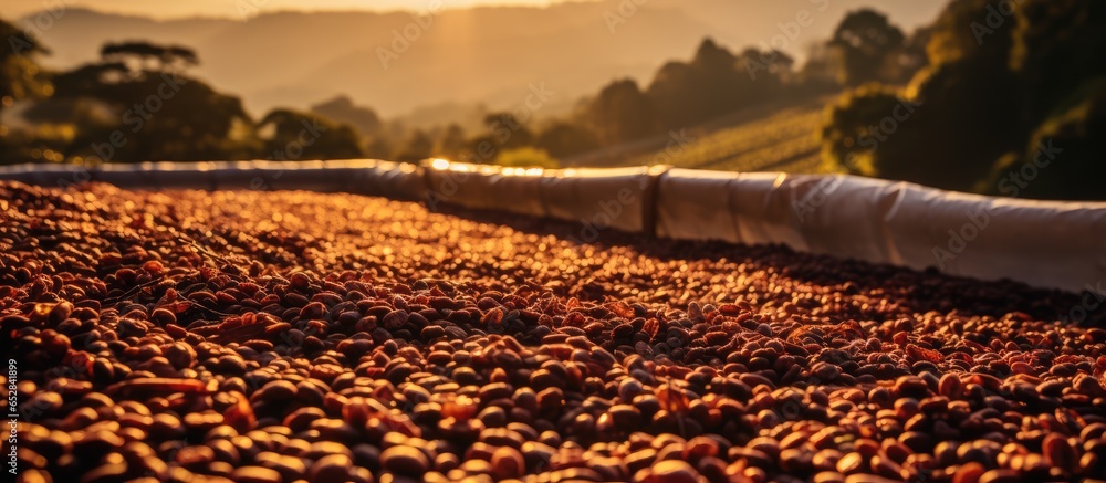 Sun dried coffee beans on a farm