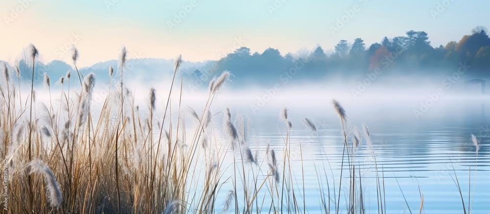 Beautiful serene nature scene with river reeds fog and water