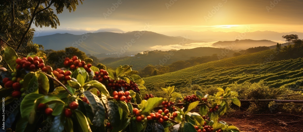 Coffee crop at sunset in the Brazilian mountains largest producer globally