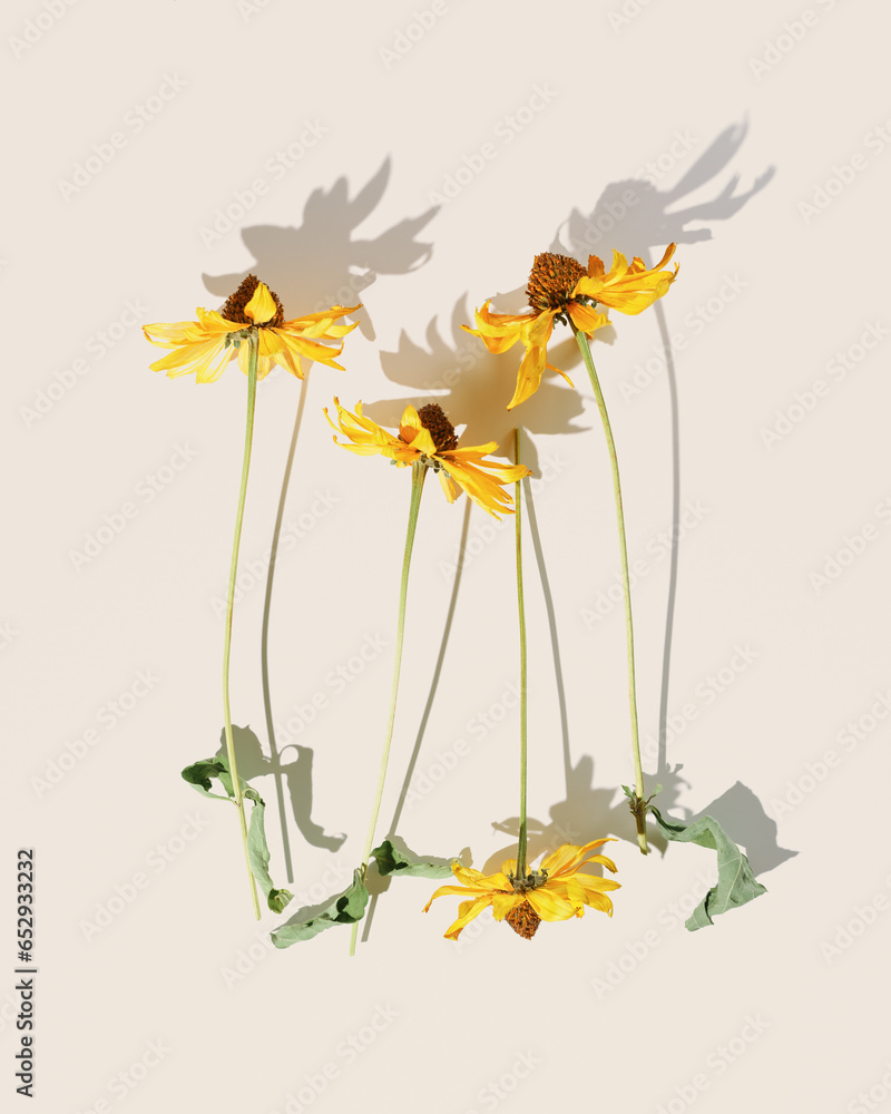 Floral Autumn composition dried yellow flowers Cosmos at sunlight on beige background. Autumn, fall concept, season nature still life, dry blooming flowers, minimal flat lay pattern monochrome