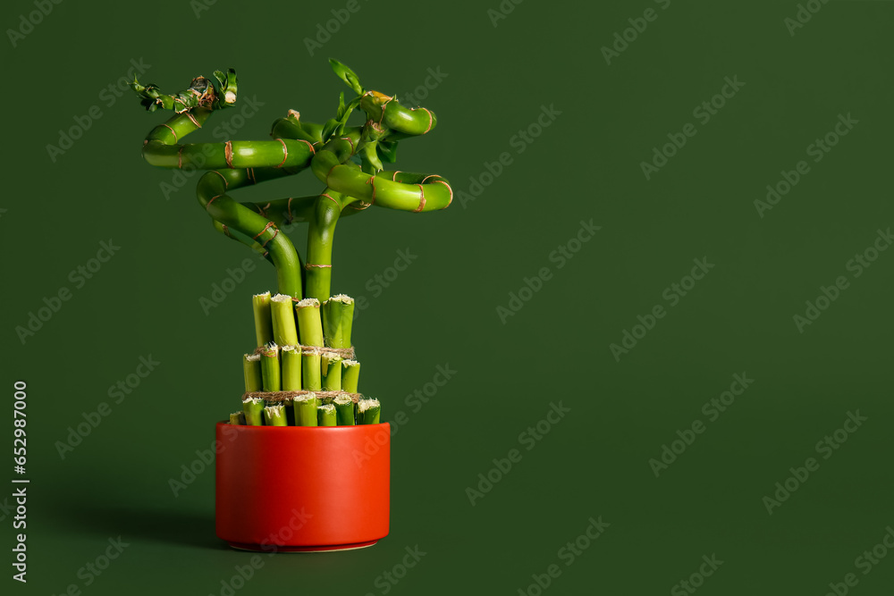 Bamboo plant in pot on green background