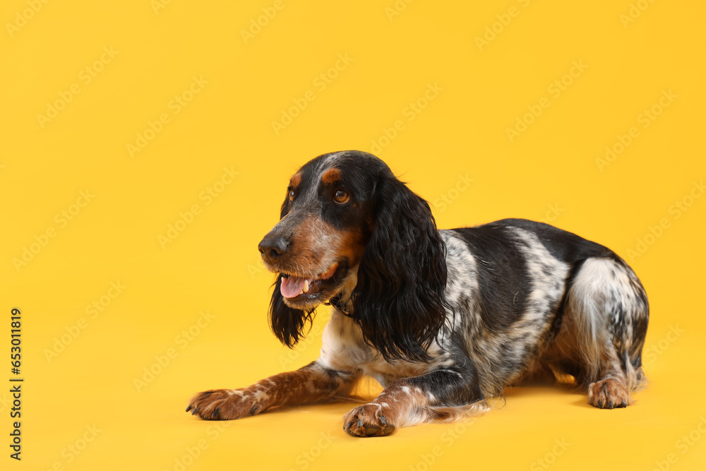 Cute cocker spaniel lying on yellow background