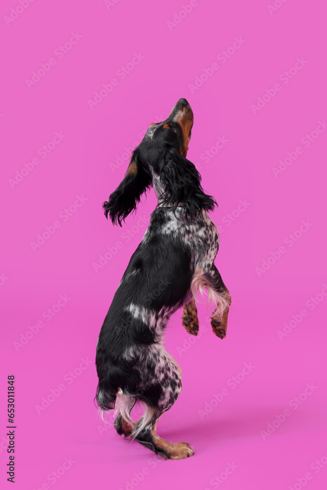 Cute cocker spaniel jumping on purple background