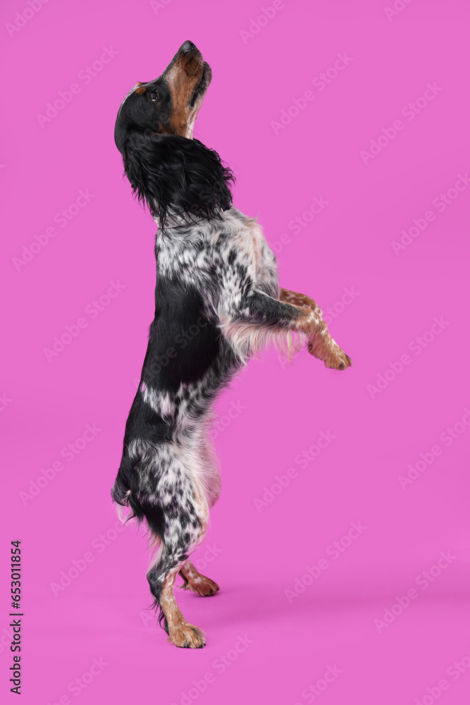 Cute cocker spaniel jumping on purple background