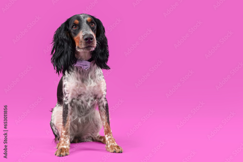 Cute cocker spaniel with bow tie sitting on purple background