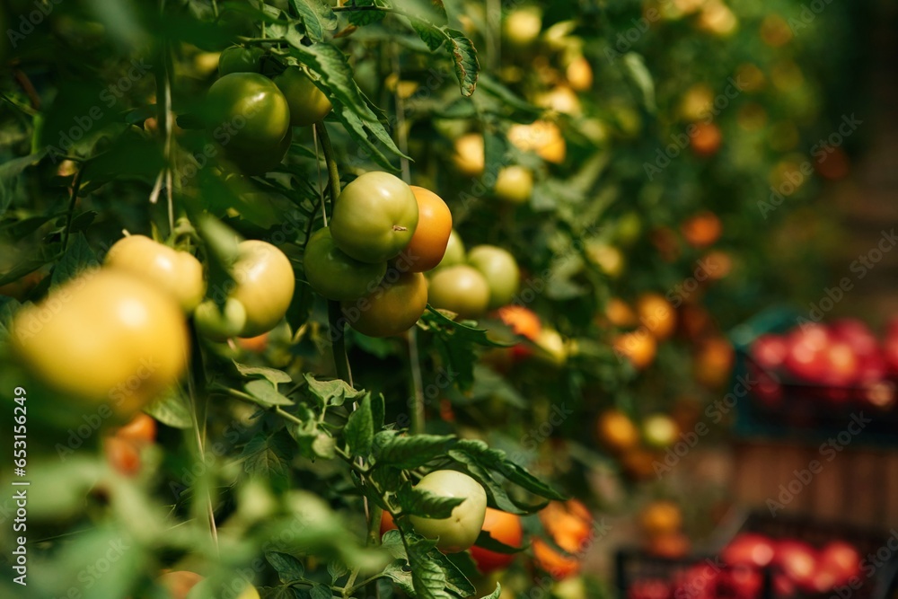 Close up view. Garden with fresh tomatoes at daytime