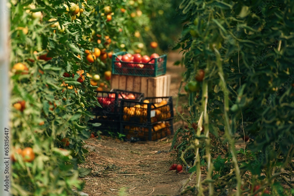 Garden with fresh tomatoes at daytime