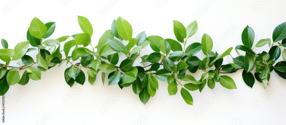 Minimalist style houseplant zamiokulkas with lush green leaves on white wall