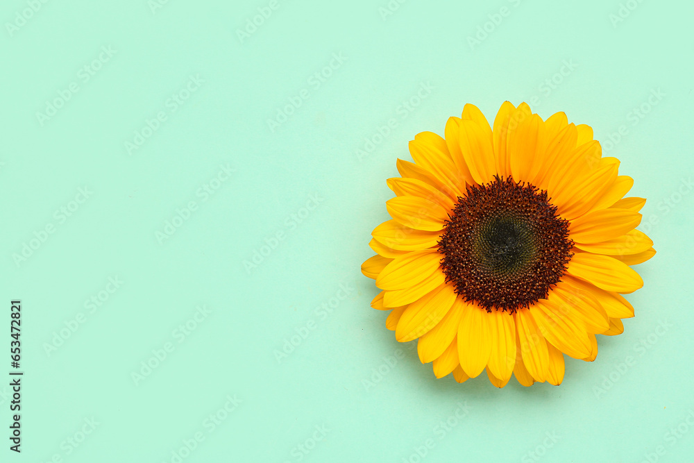 Beautiful sunflower on blue background