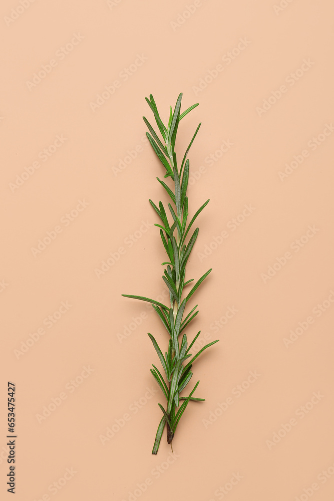 Twig of fresh rosemary on color background