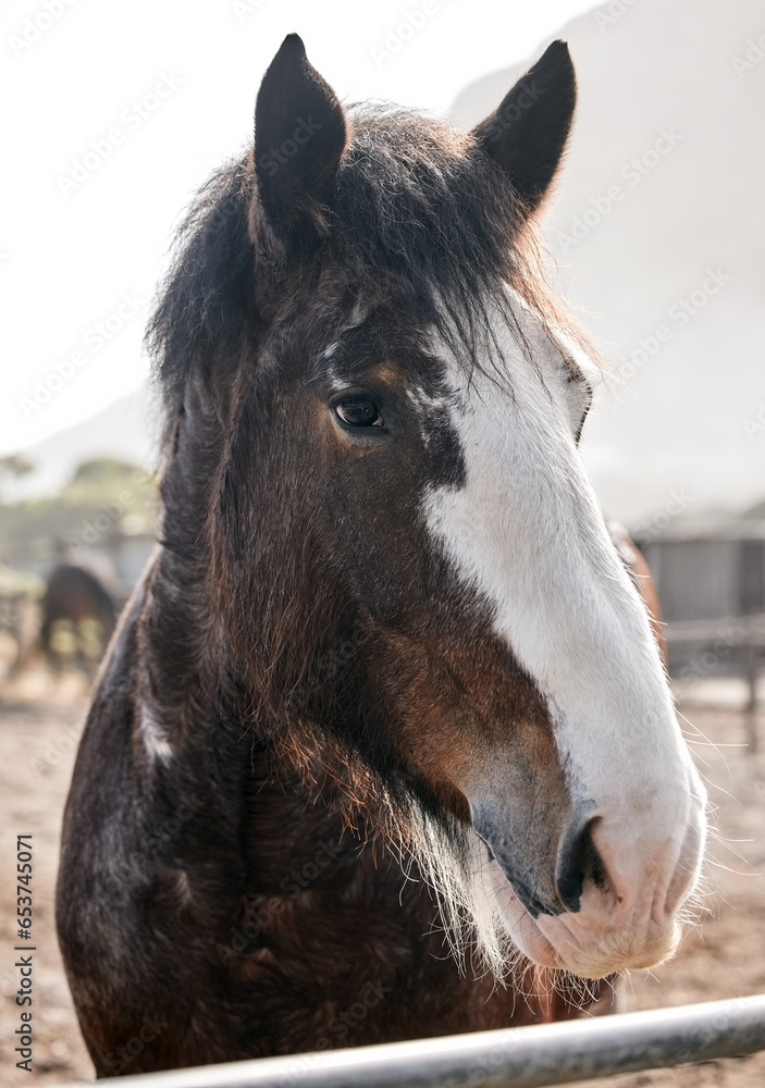 Calm, horse and portrait on farm outdoor in countryside or nature in summer with animal in agriculture or environment. Stallion, pet or mare pony at stable fence for equestrian riding or farming