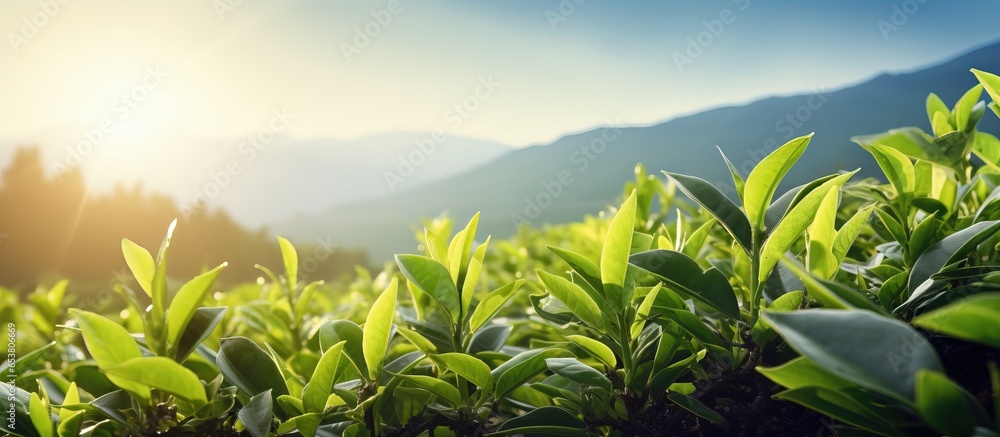 Tea plantations with new tea buds and leaves