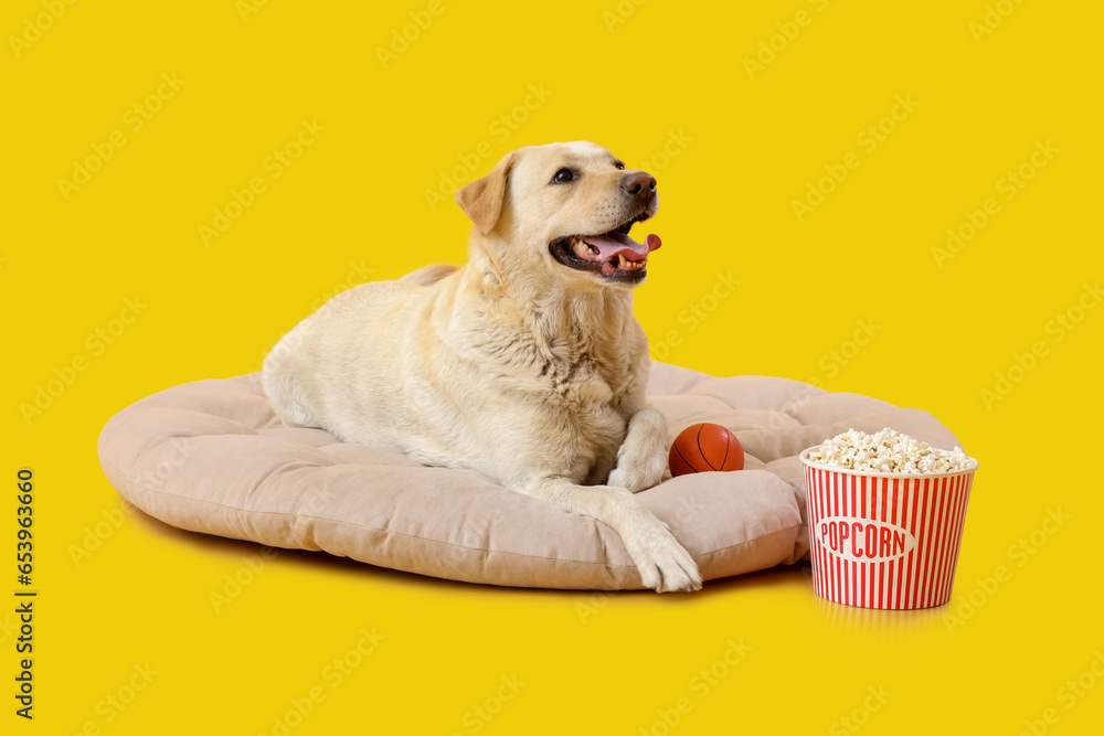 Cute Labrador dog with toy ball and bucket of popcorn lying on pet bed against yellow background