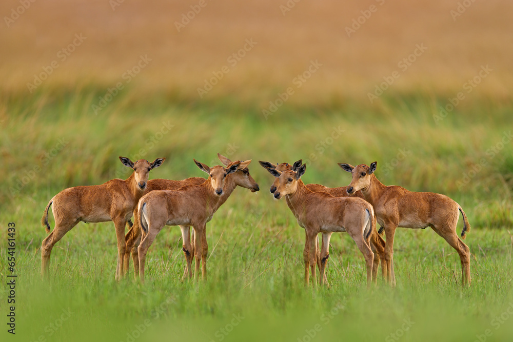 Young herd Sassaby, in green vegetation, Okavango delta, Botswana. Widlife scene from nature. Common tsessebe, Damaliscus lunatus, detail portrait of big brown African mammal in nature habitat.