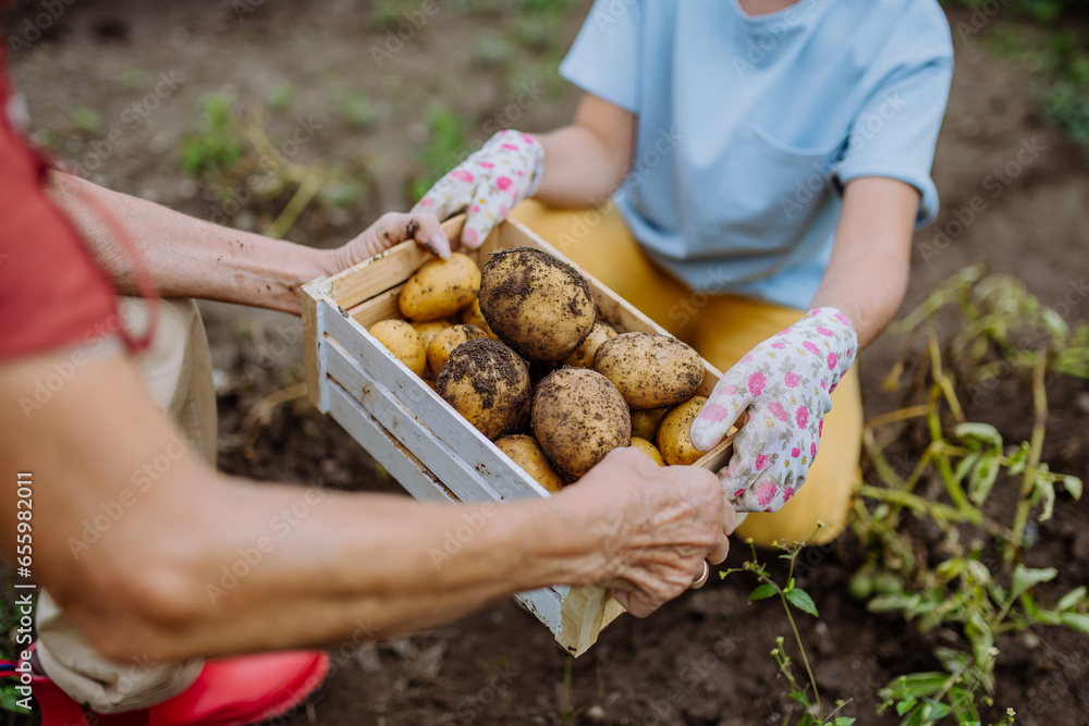 A wooden crate full of potatoes picked from the ground.