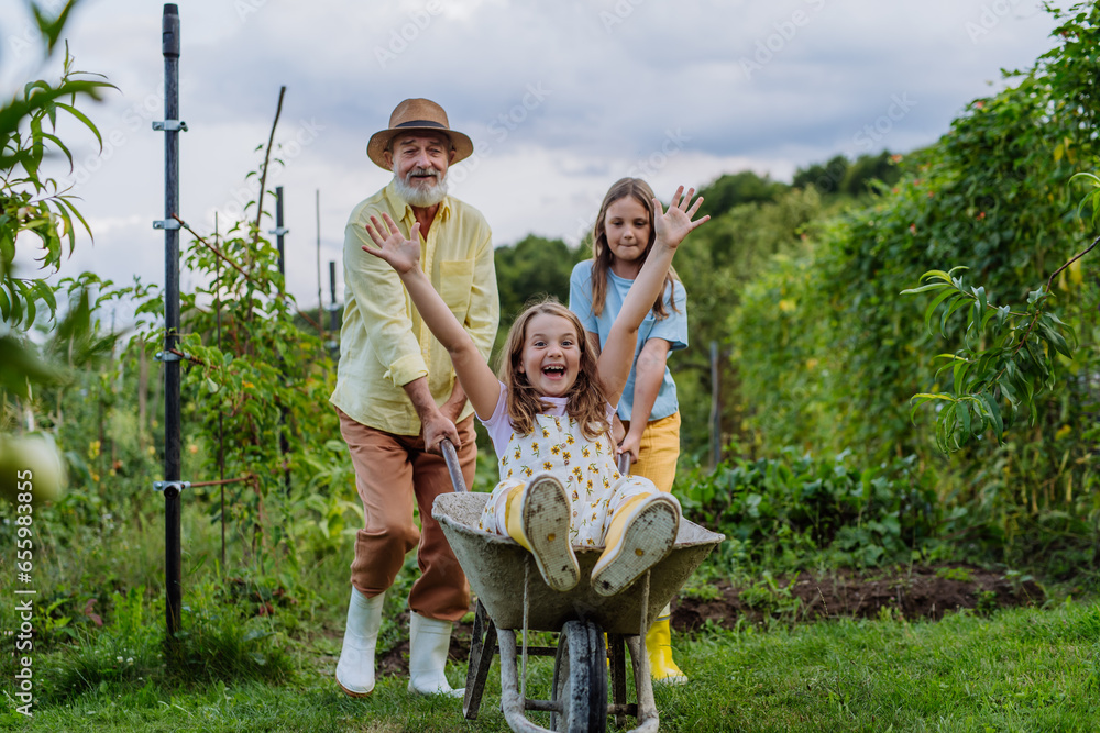 Grandfather and sister pushing little girl in a wheelbarrow through the garden.