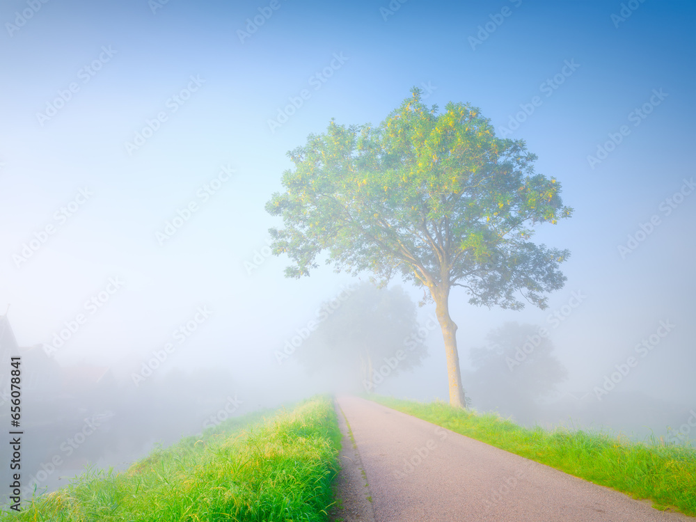 Fog during the morning hours. Trees and path for walking. Natural landscape. Tall trees in the park. Bright sun and thick fog. Photo for wallpaper and background. High resolution.