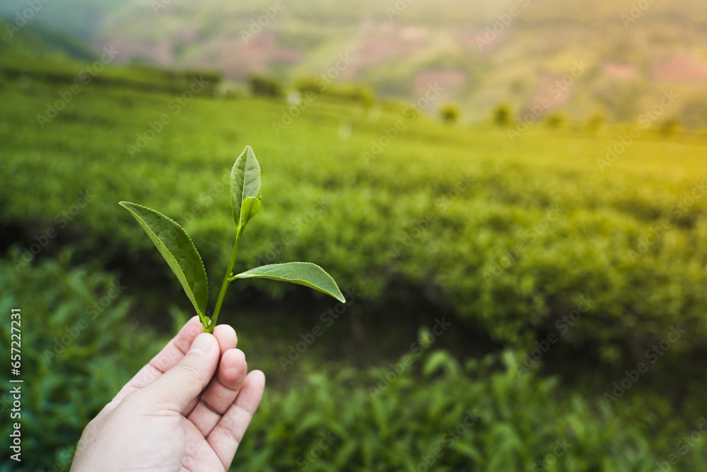 Close-up of a farmers hand picking tea leaf, Tea plantation in the background.