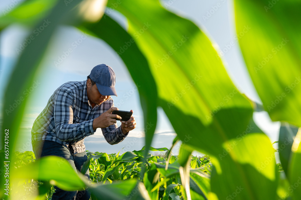 Agriculturist using mobile phone to test and select the new corn growth method.