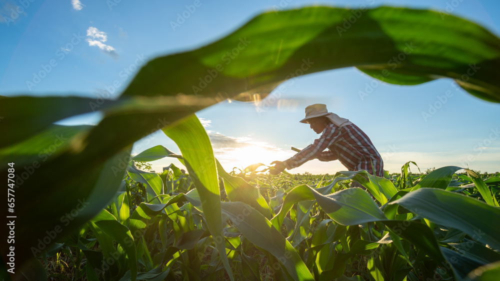 Agriculture, Asian senior farmer working in the agricultural garden of Corn field.