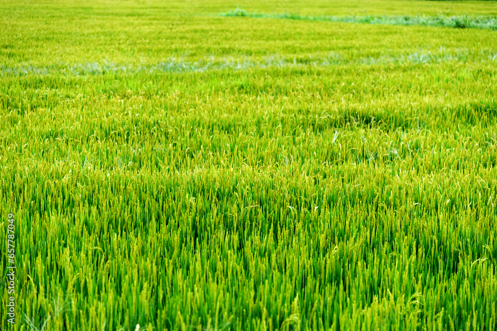 Green rice fields in China