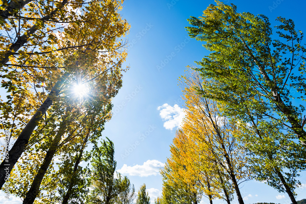 Looking up on clear blue sky with yellow poplar trees