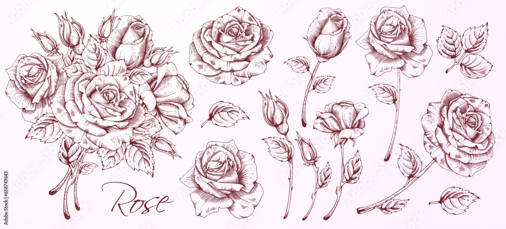 High detailed hand drawn hatching flowers set - blooming roses, leaves and flower buds. Engraving, doodle style. Monochrome colors. Isolated on pink background. Vector illustration