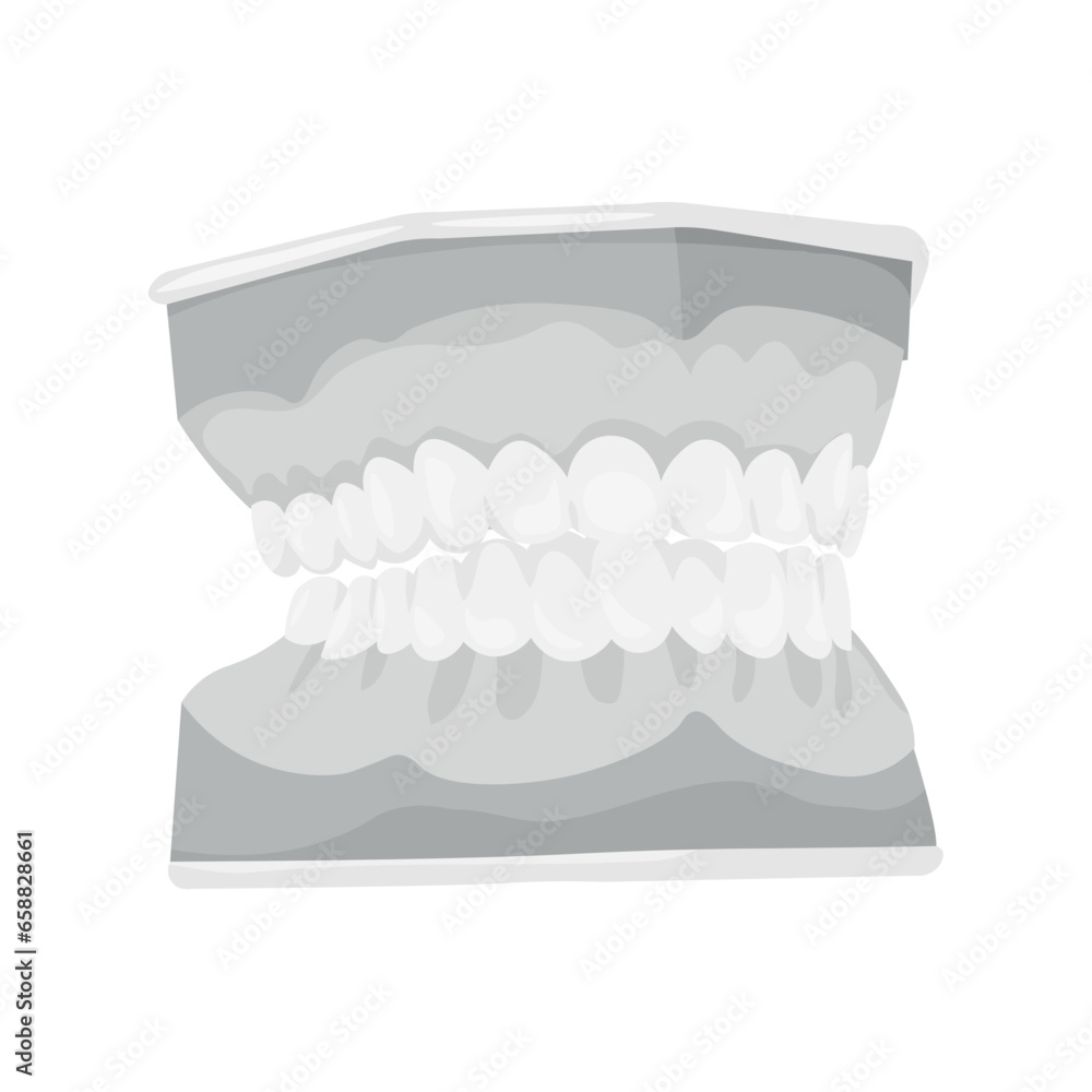 Model of jaw on white background