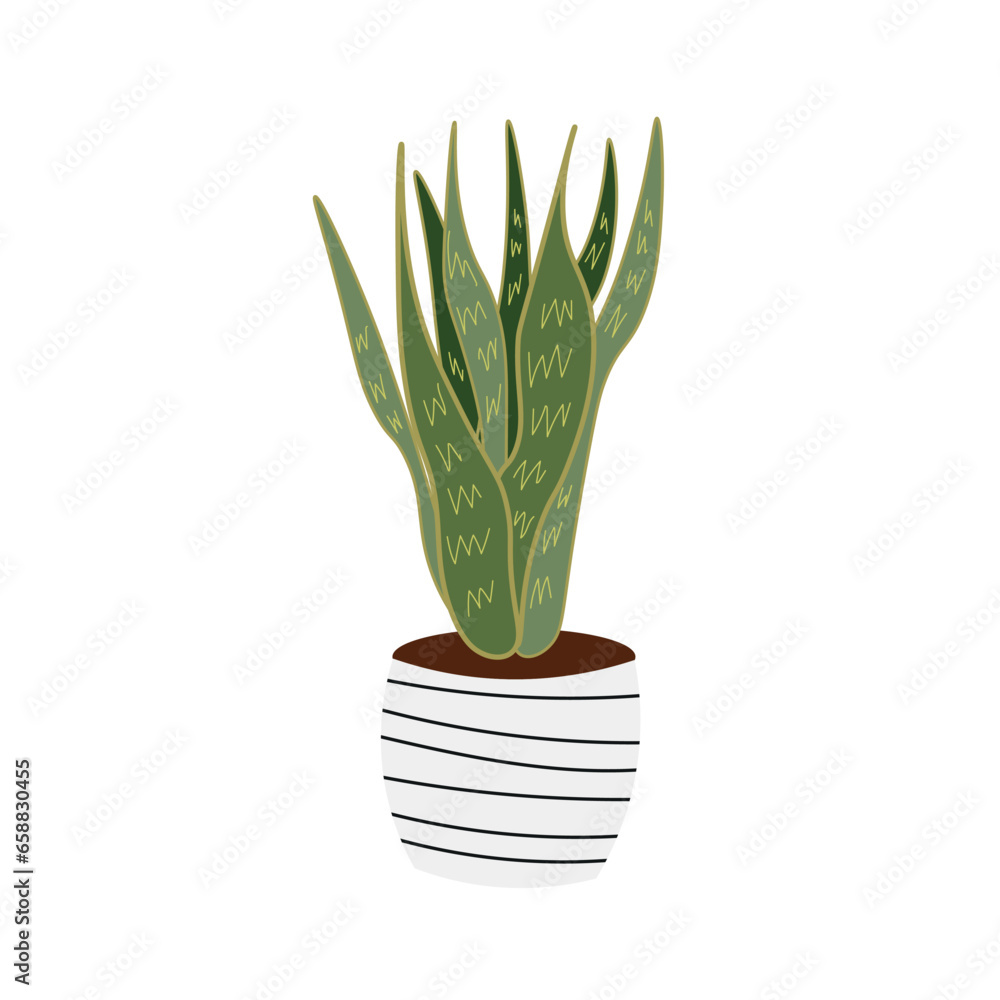 Green houseplant on white background