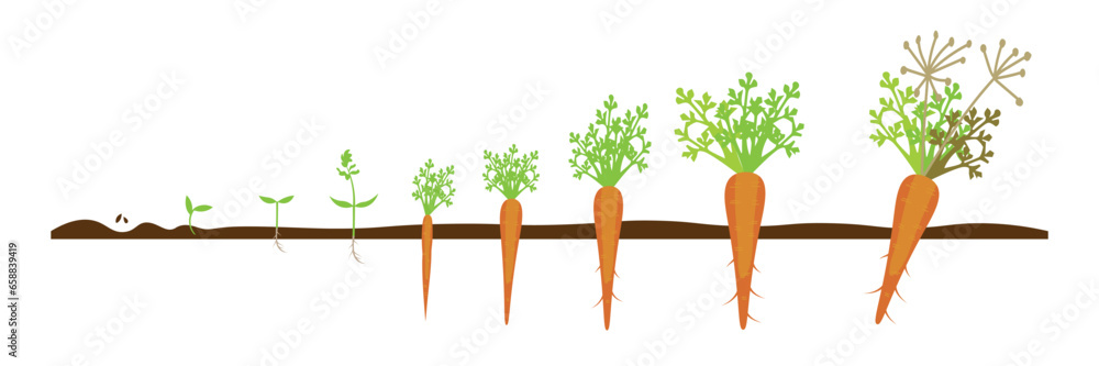 Drawn stages of carrot growth on white background